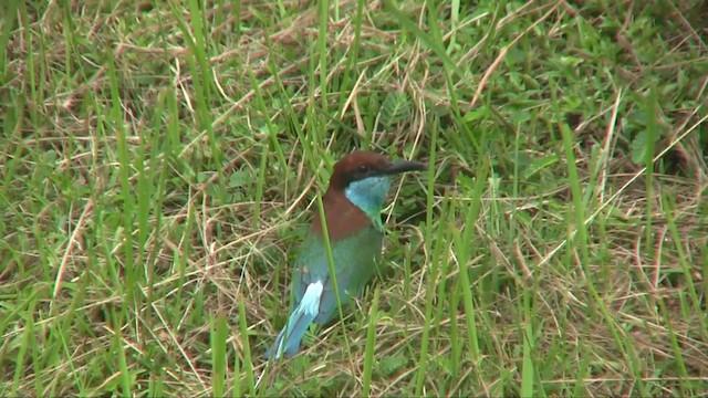 Blue-throated Bee-eater - ML201703321
