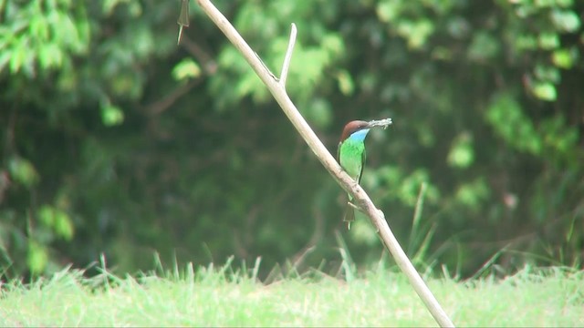 Blue-throated Bee-eater - ML201703331