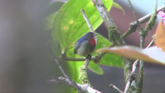 Black-sided Flowerpecker - ML201703411