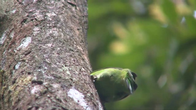 Altın Yakalı Barbet - ML201703441