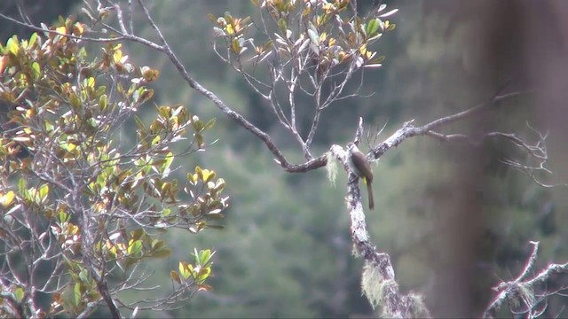 Pale-faced Bulbul - ML201703451