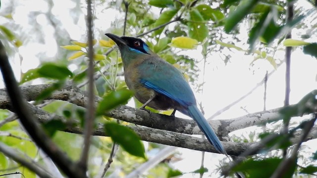 blåpannemotmot - ML201703471