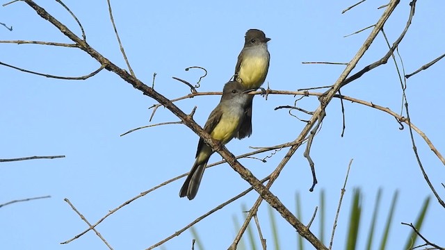 Short-crested Flycatcher - ML201703531