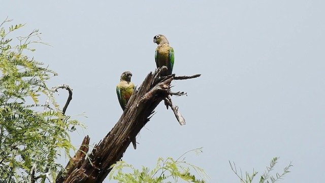 Green-cheeked Parakeet - ML201703571