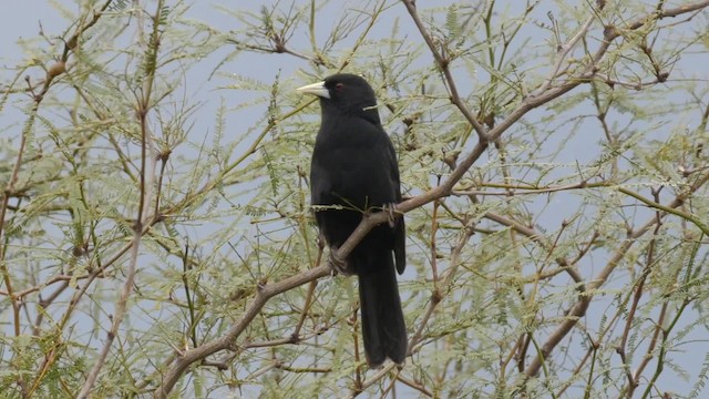 Solitary Black Cacique - ML201703601