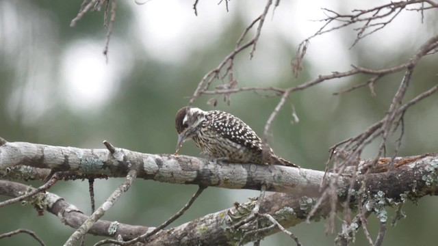 Checkered Woodpecker - ML201703621