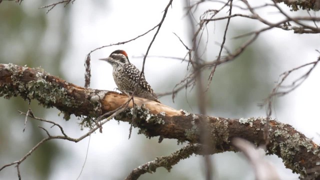 Checkered Woodpecker - ML201703631