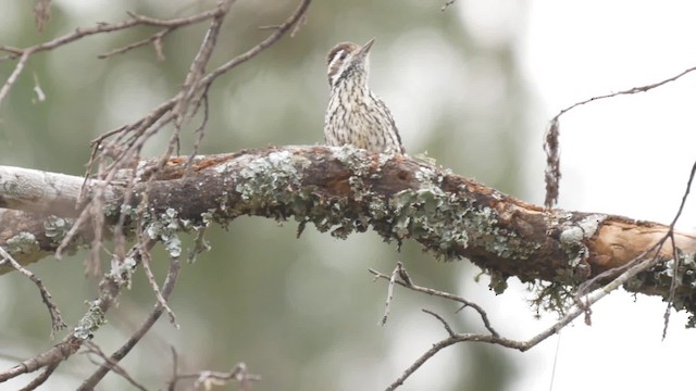 Checkered Woodpecker - ML201703641