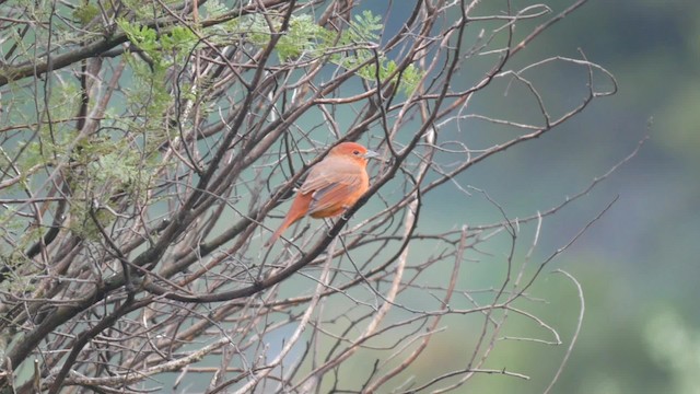 Hepatic Tanager (Lowland) - ML201703651