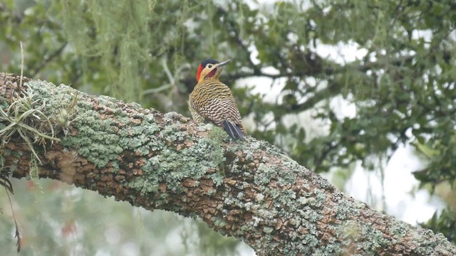 Carpintero Real Norteño (grupo melanolaimus) - ML201703661