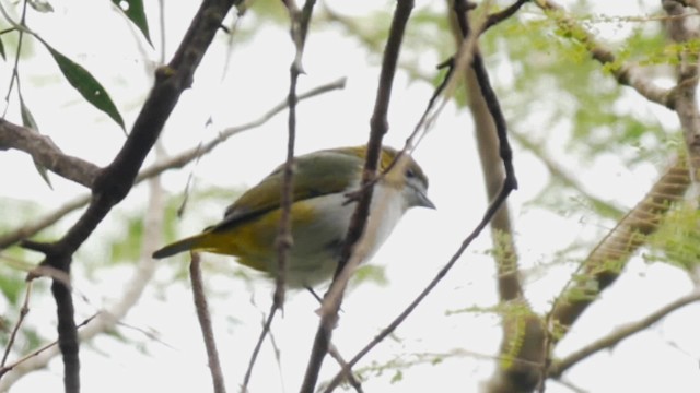 Golden-bellied Euphonia - ML201703721