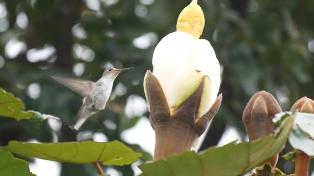 Gray-breasted Sabrewing - ML201703731