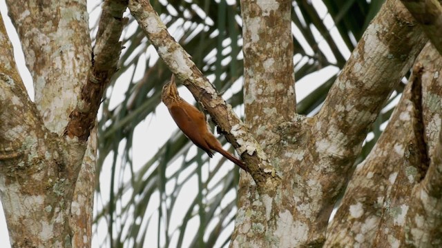 Straight-billed Woodcreeper - ML201703771