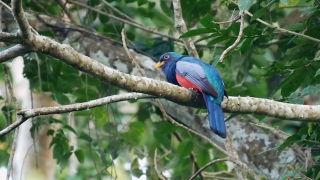 Black-tailed Trogon (Black-tailed) - ML201703781