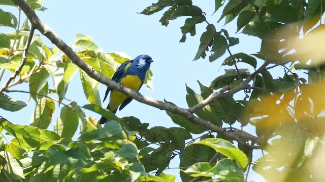 Turquoise Tanager - ML201703801