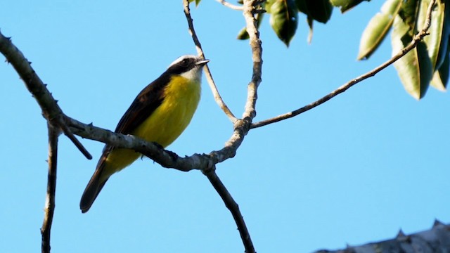 アカボウシヒタキモドキ（similis グループ） - ML201703831