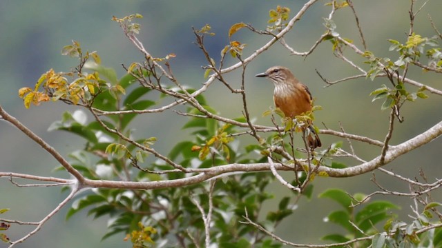 Streifenkehl-Buschtyrann - ML201703841