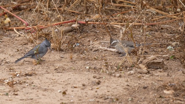 Gray-crested Finch - ML201703851