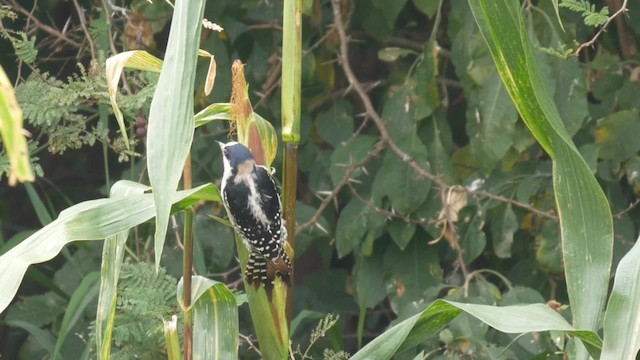 White-fronted Woodpecker - ML201703871