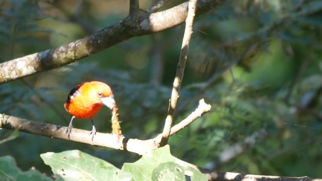 White-winged Tanager - ML201703901