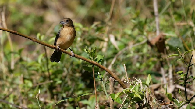 ヒゲフウキンチョウ - ML201703911