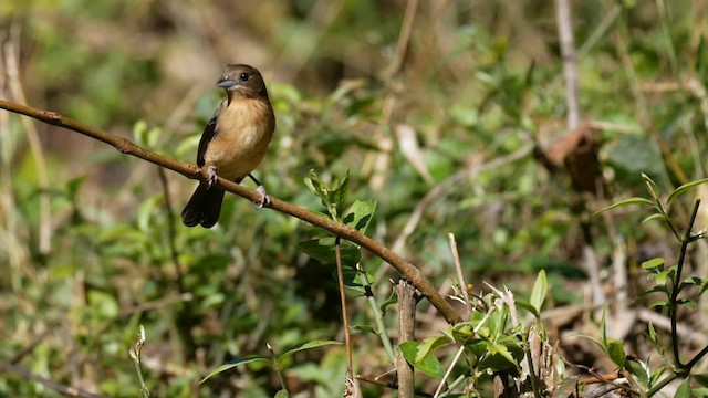 Black-goggled Tanager - ML201703911