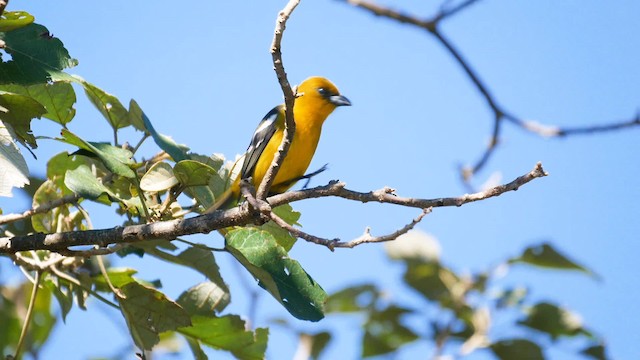 White-winged Tanager - ML201703921