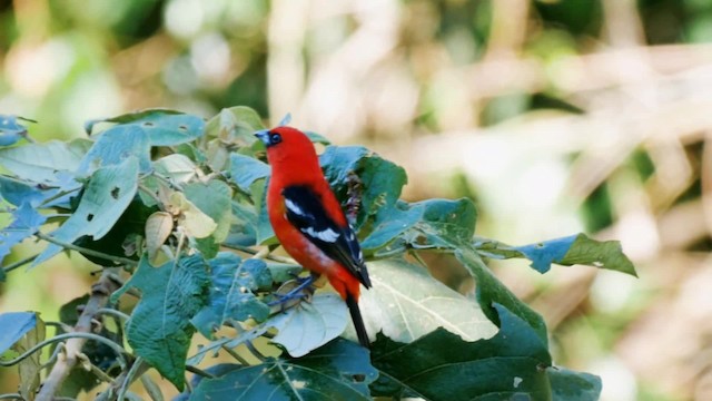 White-winged Tanager - ML201703931