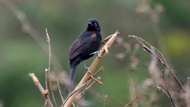 Kızıl Kanatlı Turpiyal [pyrrhopterus grubu] - ML201703941