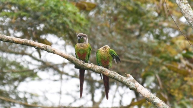 Conure de Molina - ML201703951