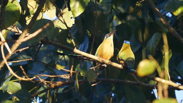 blåpannemotmot - ML201703971