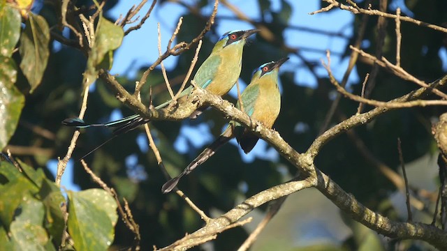 blåpannemotmot - ML201703981
