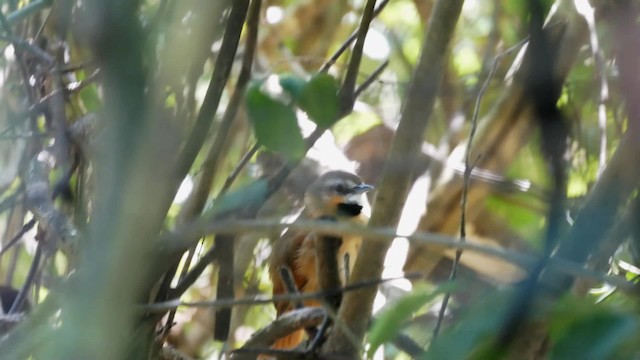 Ochre-cheeked Spinetail - ML201704001