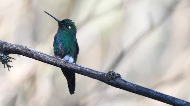 Blue-capped Puffleg - ML201704011