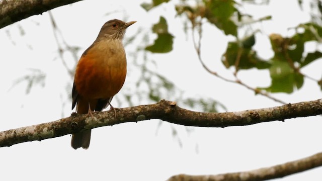 Rufous-bellied Thrush - ML201704021