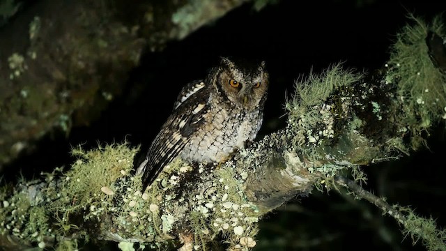 Montane Forest Screech-Owl - ML201704051