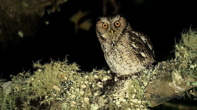 Montane Forest Screech-Owl - ML201704061