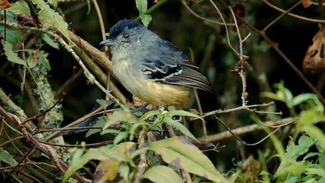 Variable Antshrike - ML201704071