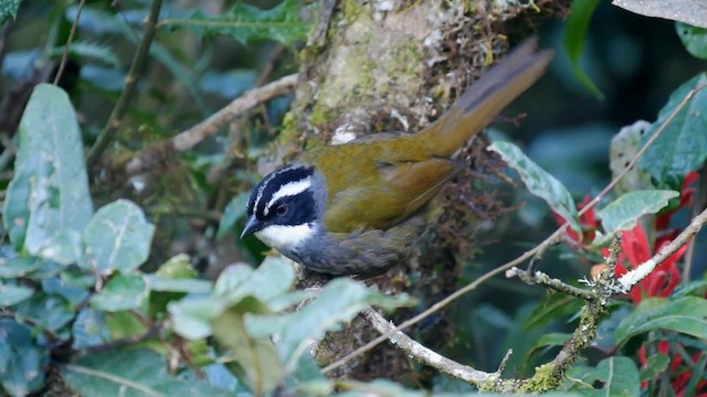 スジボウシヤブシトド - ML201704081