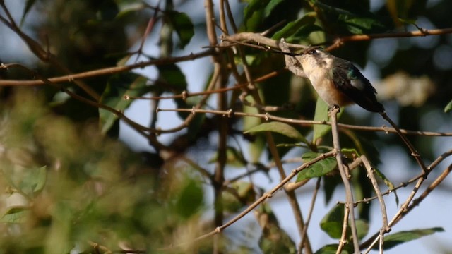 Colibri de Mulsant - ML201704091