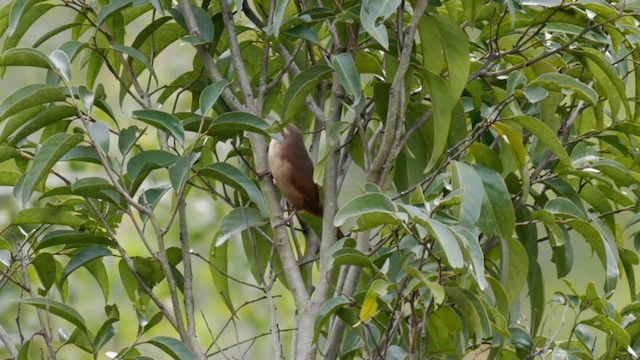 Bandurrita Boliviana - ML201704101