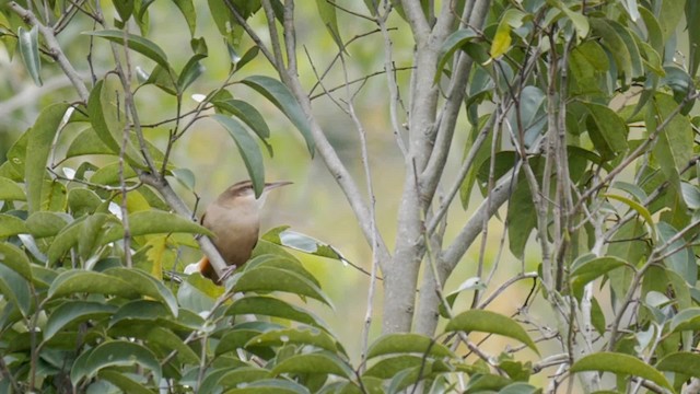 Bandurrita Boliviana - ML201704111