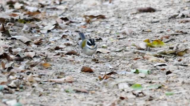 Moss-backed Sparrow - ML201704121