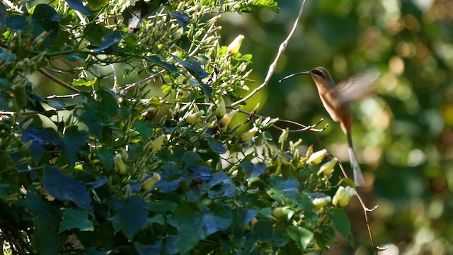 Great-billed Hermit (Amazonian) - ML201704131