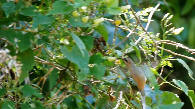 Great-billed Hermit (Amazonian) - ML201704141