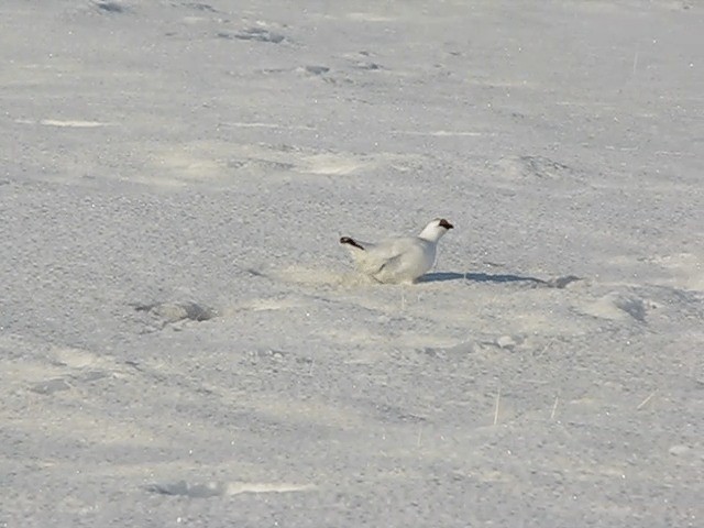 Alpenschneehuhn - ML201704151