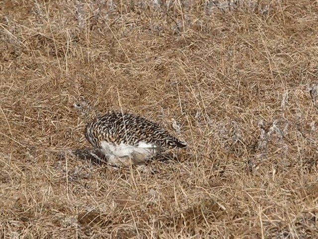 Rock Ptarmigan - ML201704221