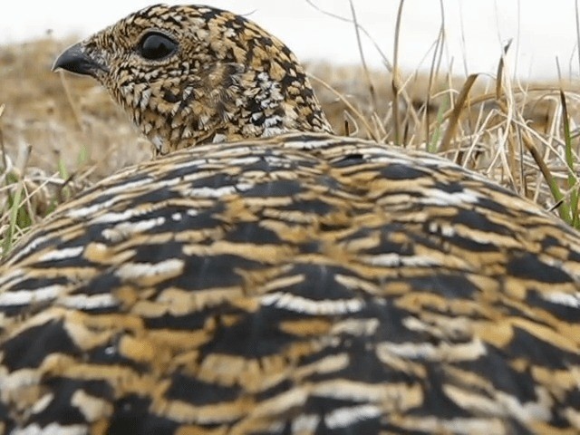 Rock Ptarmigan - ML201704371