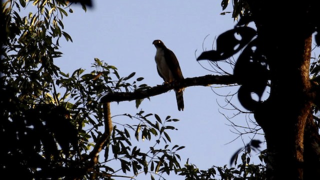 Gray-bellied Hawk - ML201704431