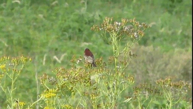 Chestnut Seedeater - ML201704441